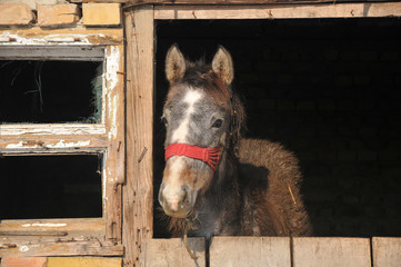 foal in the barn