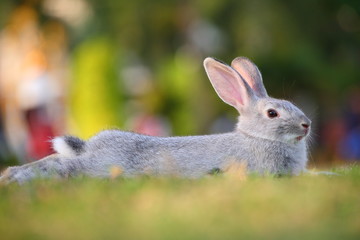 gray rabbit sitting with spotted white rabbit.