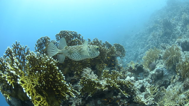 Porcupine fish resting amongst fire coral.