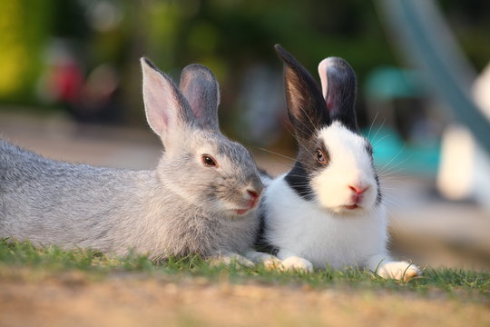 gray rabbit sitting with spotted white rabbit.