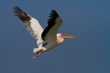 Fototapeta na wymiar pelikan w locie