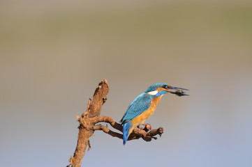 Obraz premium The Common Kingfisher (Alcedo atthis) with fish