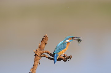 Obraz premium The Common Kingfisher (Alcedo atthis) with fish