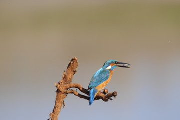 The Common Kingfisher (Alcedo atthis) wit fish
