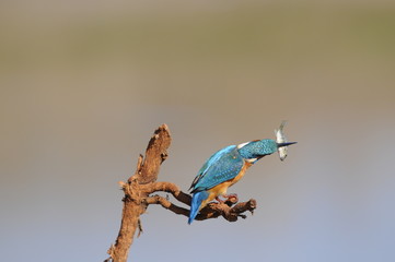 The Common Kingfisher (Alcedo atthis) wit fish