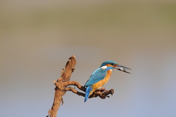 The Common Kingfisher (Alcedo atthis) wit fish
