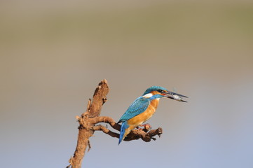 The Common Kingfisher (Alcedo atthis) wit fish