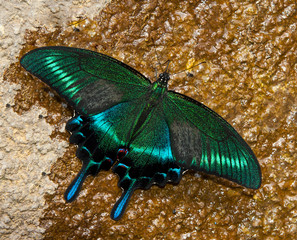 Papilio dehaanii