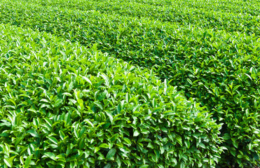 Tea plantation