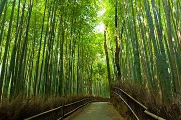 Obraz premium Gaj bambusowy