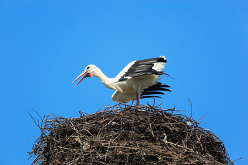 Ciconia ciconia, Oriental White Stork.