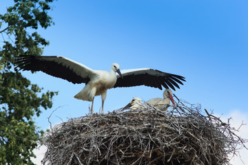 Ciconia ciconia, Oriental White Stork.