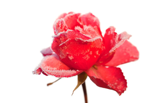 Eisrose