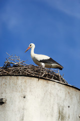 Ciconia ciconia, Oriental White Stork.