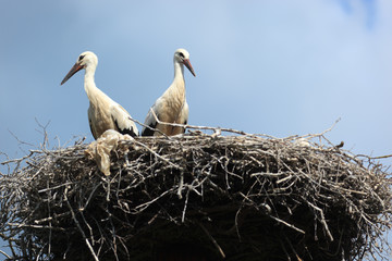 Ciconia ciconia, Oriental White Stork.