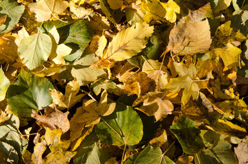 Autumnal leaves