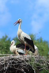 Ciconia ciconia, Oriental White Stork.