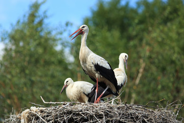 Ciconia ciconia, Oriental White Stork.