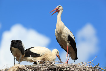 Ciconia ciconia, Oriental White Stork.