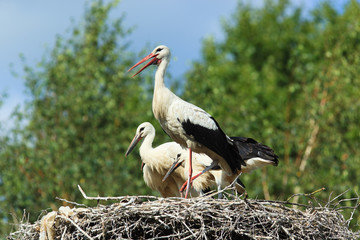 Ciconia ciconia, Oriental White Stork.
