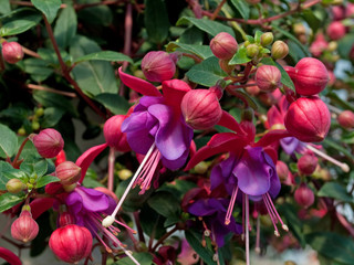 Fuchsien