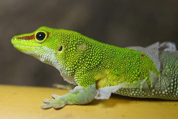 Madagaskar Taggecko nach der Häutung