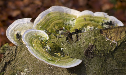 Ganoderma applanatum