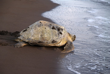Sea turtle in Tortuguero National Park, Costa Rica