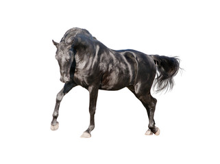 black horse trotting