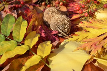 foglie d'autunno