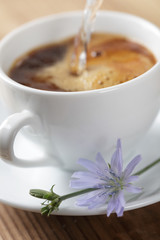 Chicory