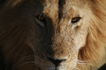 Lion (Panthera leo) in Masai Mara National Reserve (Kenya)