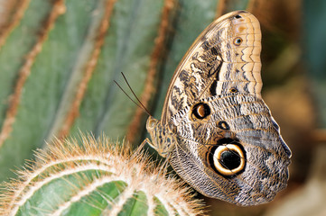 Tropical butterfly on cactus
