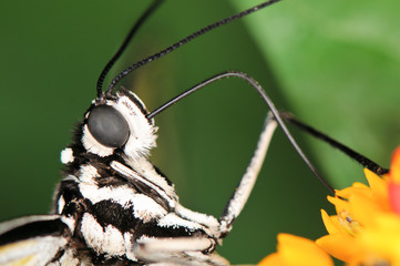 Tropical butterfly on plant