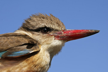 Brown-hooded Kingfisher