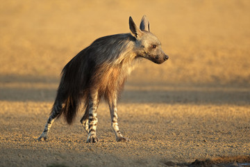 Hyène brune