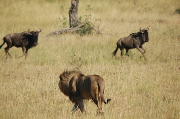 Lion hunts wildebeest at Masai Mara, Kenya