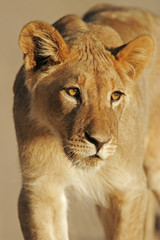 Young African lion