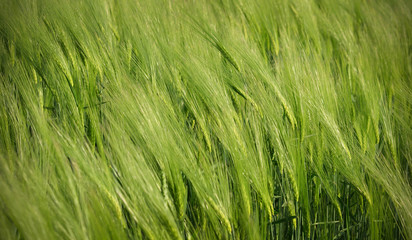 Wheat in the wind