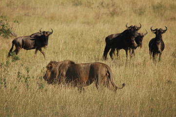 Lion hunts wildebeest at Masai Mara, Kenya