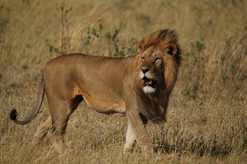 Lion (Panthera leo) in Masai Mara National Reserve (Kenya)