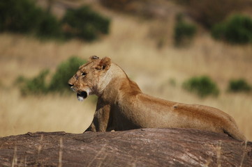 Lioness (Panthera leo) at Masai Mara, Kenya