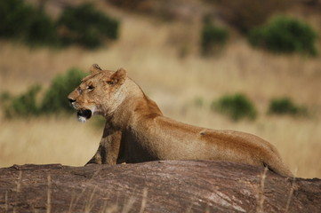 Lioness (Panthera leo) at Masai Mara, Kenya