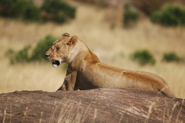 Lioness (Panthera leo) at Masai Mara, Kenya