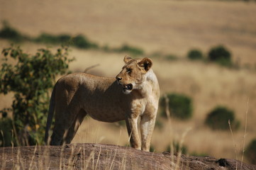 Naklejka premium Lioness (Panthera leo) at Masai Mara, Kenya