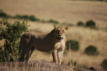 Lioness (Panthera leo) at Masai Mara, Kenya