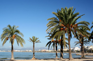 Palmenstrand Arenal - Mallorca