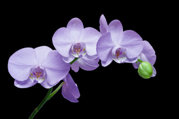 Fototapeta na wymiar Orchid flower on black background