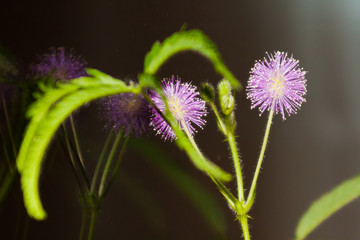Цветок Мимозы Недотроги (Mimosa pudica)