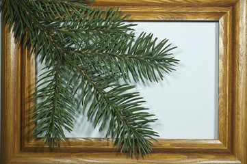 Gałązka © amadeusz